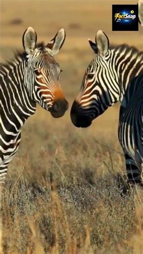 Amazing Zebra Life 🦓 | Black & White Beauty in the Wild 🌿 #shortsvideo