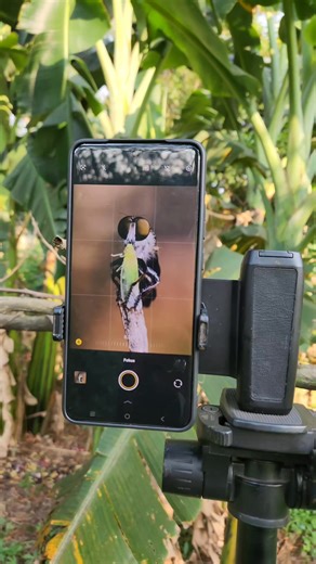 Shot mini Robber fly | Taufik Hidayat