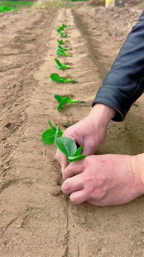 Vegetable planting location