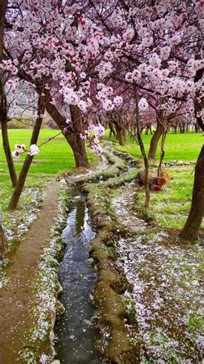 Relaxing Nature Sounds 🌿 | Peaceful Water & Forest Ambience #shorts