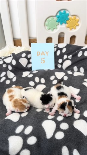 3.1K views · 132 reactions | 1 to 14 Days of Kittens Growth – Incredible Transformation! | Baby Cat | Facebook