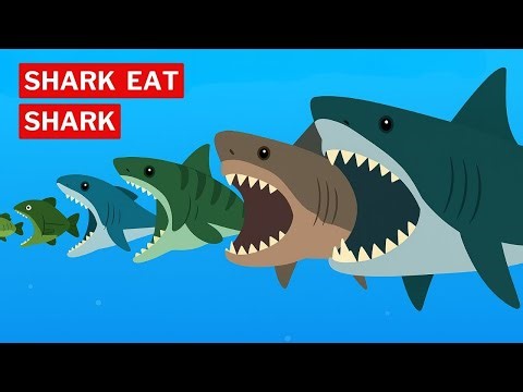 Sharks Eating Sharks – The Ultimate Ocean Battle