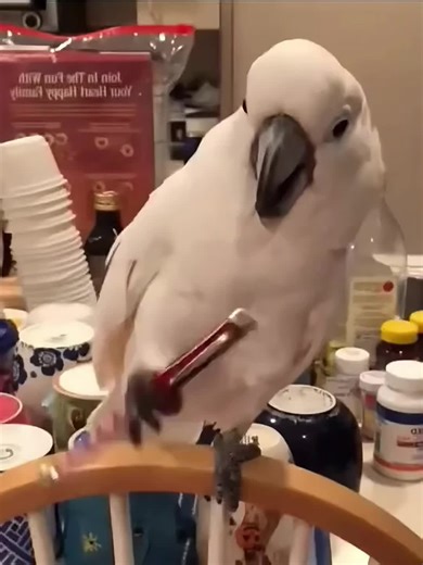 Funny Cockatoo Moments That Will Make You Laugh