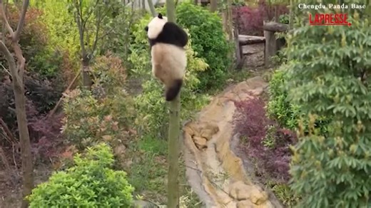 Cina, cuccioli di panda acrobati: arrampicate e acrobazie sui rami - LaPresse