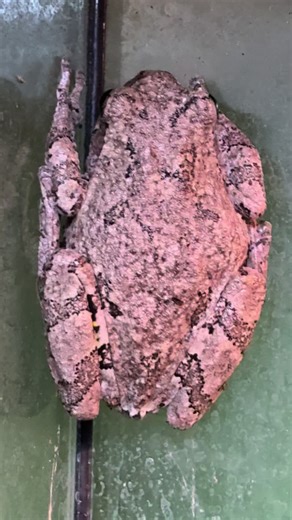 Feeding Sticky Fingers My Gray Tree Frog! If you need any live feeder bugs in the Emporia KS area shoot me a message on my Facebook page! #graytreefrog #frog #frogfeeding #esfeeds #emporiakansas
