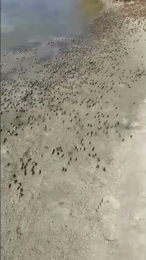 WATCH: Fidler crabs seen in marsh area of Dauphin Island
