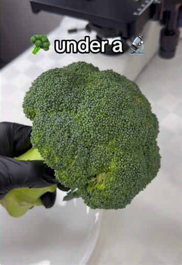 Let’s check broccoli under a microscope! Have you ever seen it??? #microscope #science #experiment #broccoli