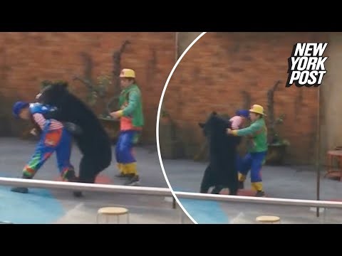 Wild video shows the moment a bear attacks during a Chinese circus performance