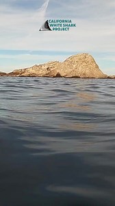 2.5K views · 48 reactions | Remember 'Sickle-Fin'? Sharks like...