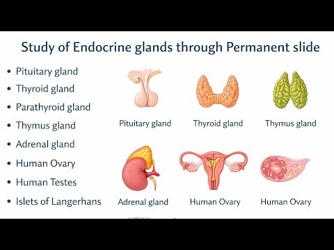 Study of Endocrine Glands Through Permanent Slides 🔬 | Pituitary, Thyroid, Adrenal, Pancreas & More