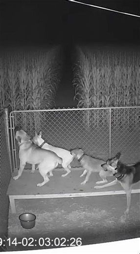 Do not go into the cornfield at night. 🚫