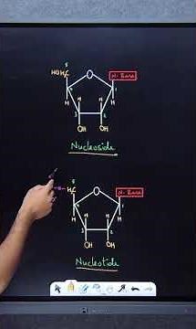 Structure of DNA & RNA | Biomolecules | Class 12 Chemistry