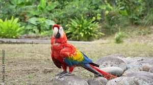 A long tail red parrot posing in front of the camera in the Ecuadorian amazon