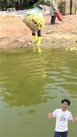 duck farming healthy process. #experiments #science #scienceexperiment #physics #chemistry #shorts