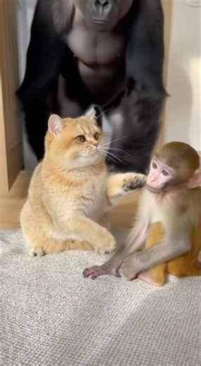 The Cat Was Slapping the Baby Monkey… Until the Gorilla Walked In 😳🐱🦍