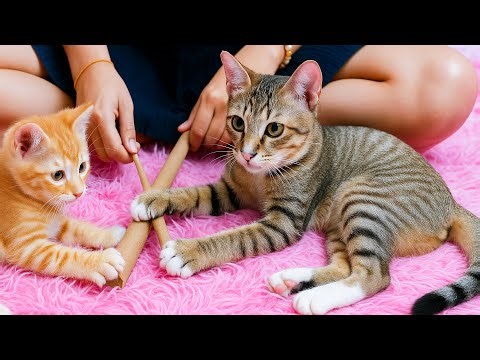 Momo & Bobo Fight Over a Cardboard Stick | Funniest Cat Battle Ever!