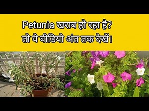 Why my petunias are dying? Here is the reason.