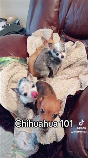 Chihuahua 101 lol #chihuahua #dog #pet #puppy