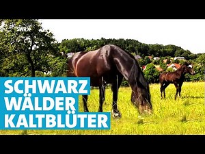 Wird das schwarze Fohlen mal ein Deckhengst? Pferdezucht von Schwarzwälder Kaltblütern
