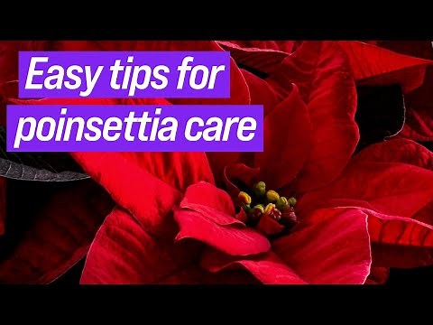 Poinsettia care: Prevent dry out & keep your flowers bright for the holidays | Year-Round Gardening