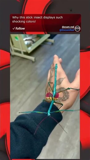 Why this stick insect displays such shocking colors!