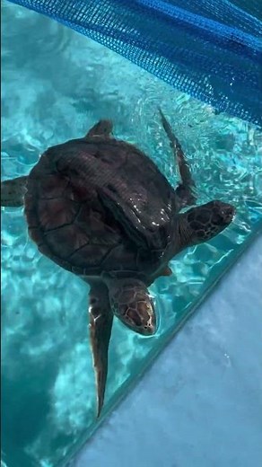 小笠原海洋センターで飼われている双頭のアオウミガメ