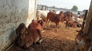 1.5K views · 65 reactions | انمول مشترکہ فارمز میں شامل ہونے کا موقعہ 30نومبر | Anmol Cattle Farming | Facebook