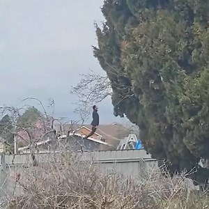 41K views · 303 reactions | Mikel Arteta has lost the plot after another red card this weekend. * This may not actually be Arteta but the person definitely looks like him. #COYS | COYS News | Facebook