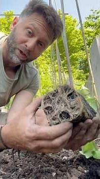 Planting Runner Beans top tips. #garden #vegetablegarden