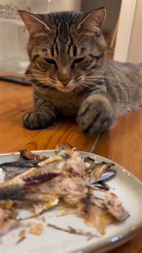 cat video ! cat voice ! cat sound ! cat meowing #shorts​ #short #youtubeshorts​ #cat​ #cats​