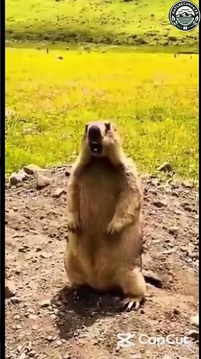 "Why Do Marmots Scream? The Secret Alarm Calls of Marmots 🦦 #Marmot #Shorts #Wildlife"