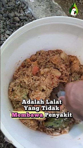 Cara Mengolah Sampah Dapur dengan Metode Maggot BSF