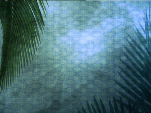 Palm Sunday Loop 05 | Beamer Films