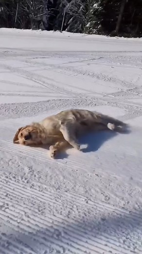 60 reactions | 5 Hilarious Facts About Dogs That Will Make You Laugh...