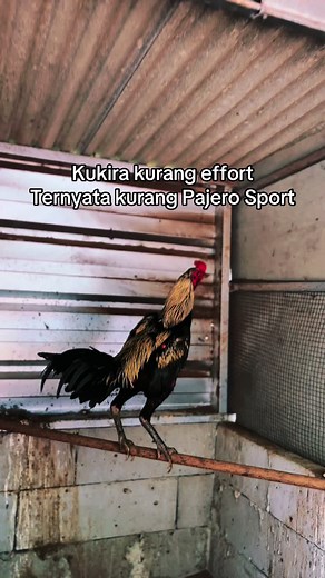 Peheho sprot #ayambangkoksuper #saenkhonbloodline #americanplucker