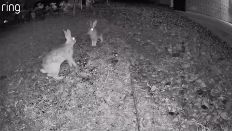 Woman Got Camera To Catch Neighborhood Troublemakers, Shock At What She Saw