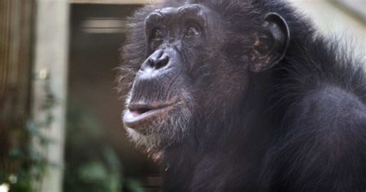 What happened to Travis? ‘Chimp Crazy’ recounts harrowing 2009 case that left woman with brain damage