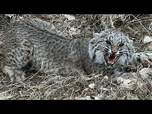 TRAPPER J'S VLOGS ep.9 (how many cats will this set produce) [2022-23]