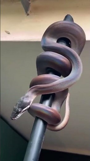 White-lipped अजगर 😱 | अस्सल भारी साप! 🐍 #TheRaMaWay