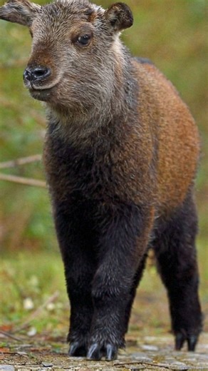Looks like a goat. Walks like a bear. Is… neither. 😅 Meet the Japanese serow, a rare mountain mammal found only in Japan. It’s part of an ancient group called goat-antelopes and is famous for its rubber-like hooves, which grip rocks and tree roots so well it can climb steep forest slopes like a pro. Nature really said “build your own creature.” #animals #wildlife #naturefacts #weirdnature #japanwildlife #didyouknow | Discvr Blog