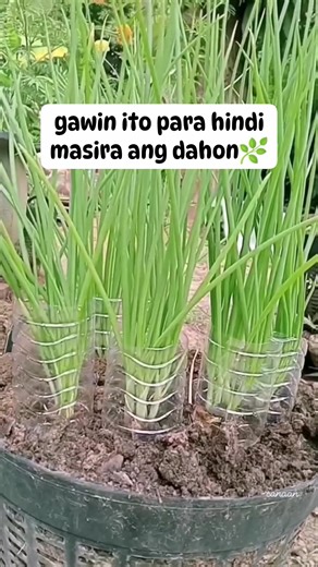 156K views · 1.5K reactions | cover the lower part of green onions using plastic bottle #gardeningtips #gardening #viralvideoシ #fypシ #foryouシ #fypシ゚viralシ #fblifestyle #sustainableliving #farmstand #holidayseason #Halloween #farmlife #trendingnow | Canaan All in One Fertilizer Original Direct Supplier | Facebook