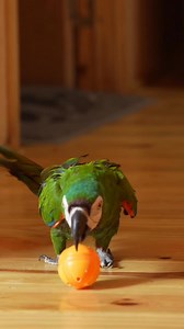 Birds need toys too! 🦜 Keep your feathered friends happy and mentally active with colorful toys and roomy cages made for endless fun. Smart minds need fun times! | Pet Supermarket