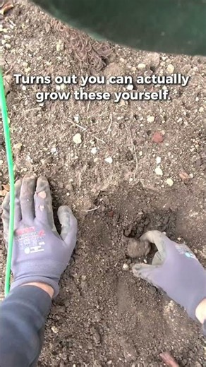 You can actually grow truffles. The hard part is the land.