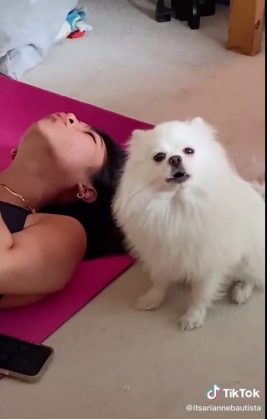 Adorable Pomeranian Howling Duet Video