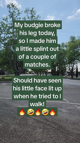 DIY Bird Leg Splint: Heartwarming Video of Budgie Getting Help