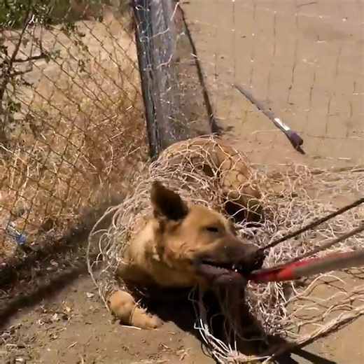 11K views · 715 reactions | Intense rescue of 8 dogs stranded in the harsh desert!  Credit: Hope For Paws | HopeForPaws.org | Viral Stories | Facebook