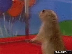Drama Prairie Dog on Make a GIF