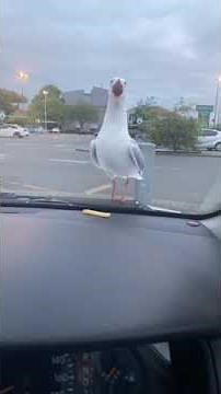 Screaming Seagull meme (uuaaaahhhhh)