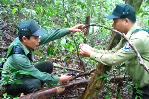 Trapped rare animals saved from Vietnam poachers - VnExpress International