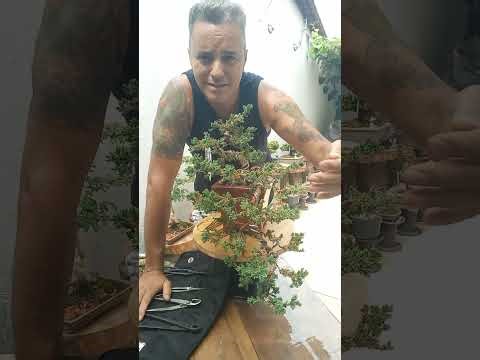 Bonsai juníperus horizontalis , tuia jacaré. Estilo KENGAI (cascata). @Wander Ramos